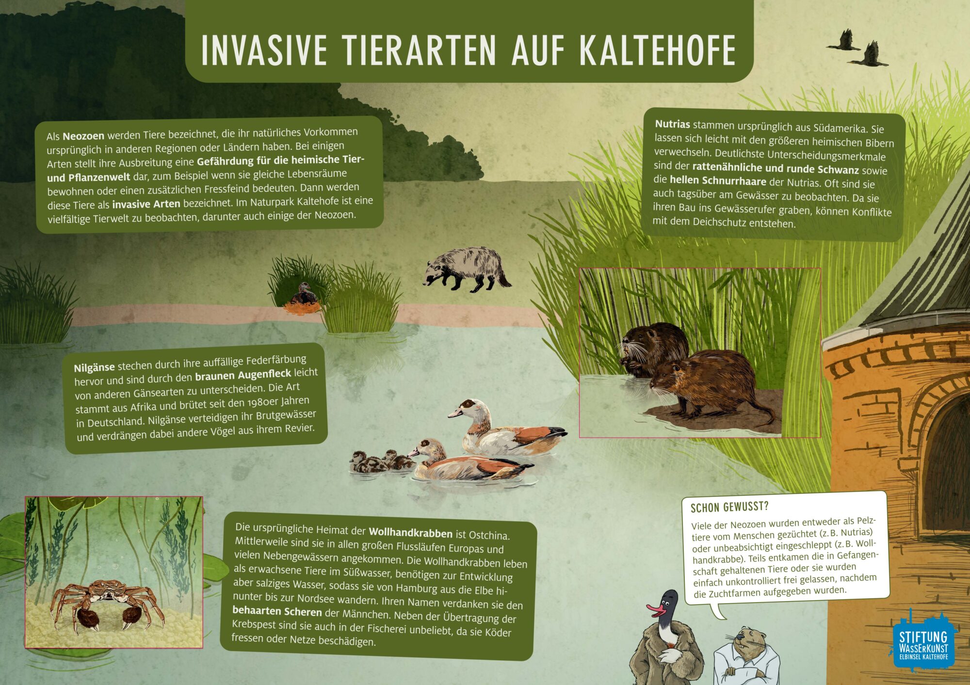 Tafel des Naturlehrpfads Kaltehofe: Invasive Arten