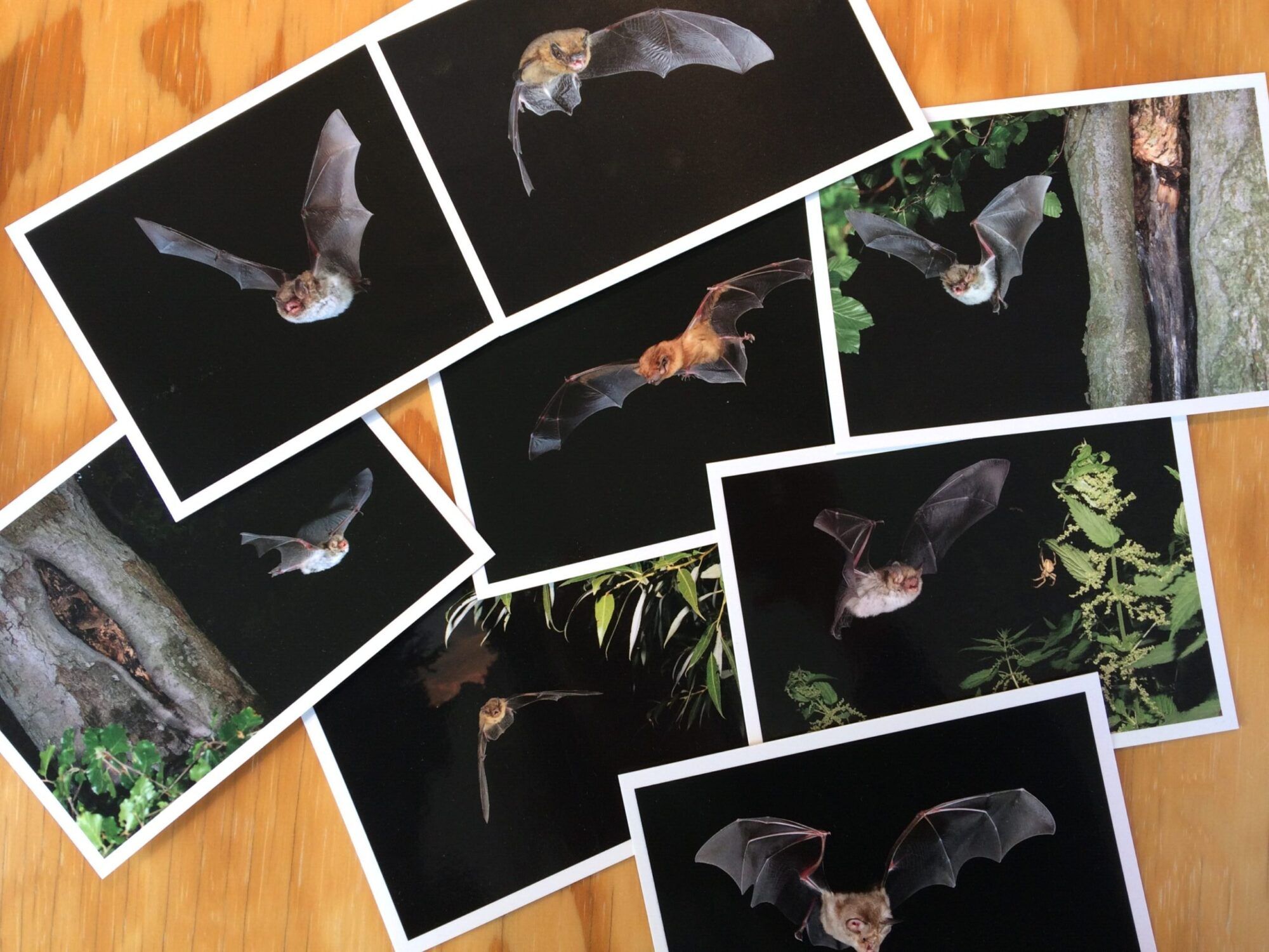 Bilder von Fledermausarten auf Kaltehofe